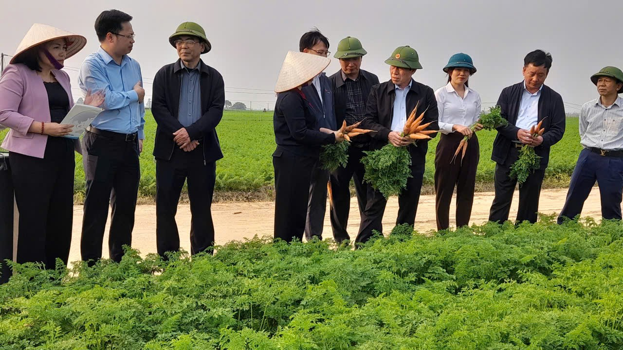 Hải Phòng: Ghi nhận thắng lợi từ sản xuất rau vụ Đông